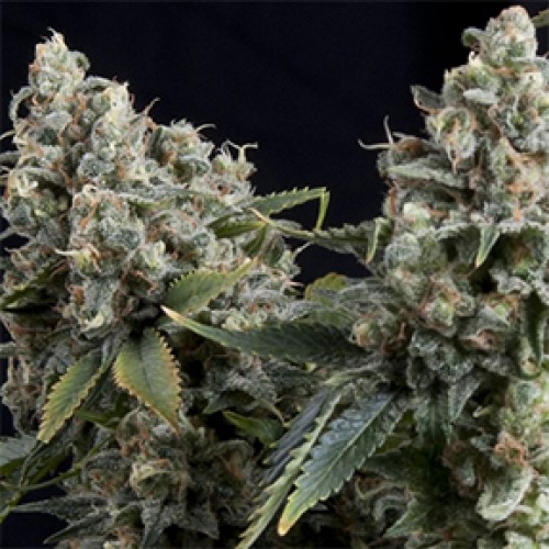 Tutankhaton Femenised Silver - 500 pcs seeds
