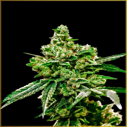 White Widow Feminised seeds