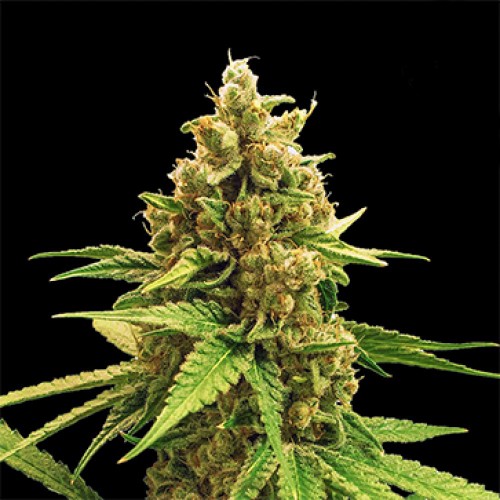 Winning Cake Feminised Silver - 500 pcs seeds