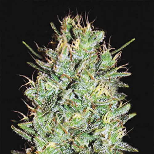 Насіння Amnesia Lemon Feminised Gold