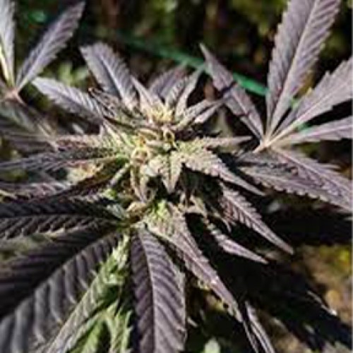 A.M.S. Feminised Silver seeds