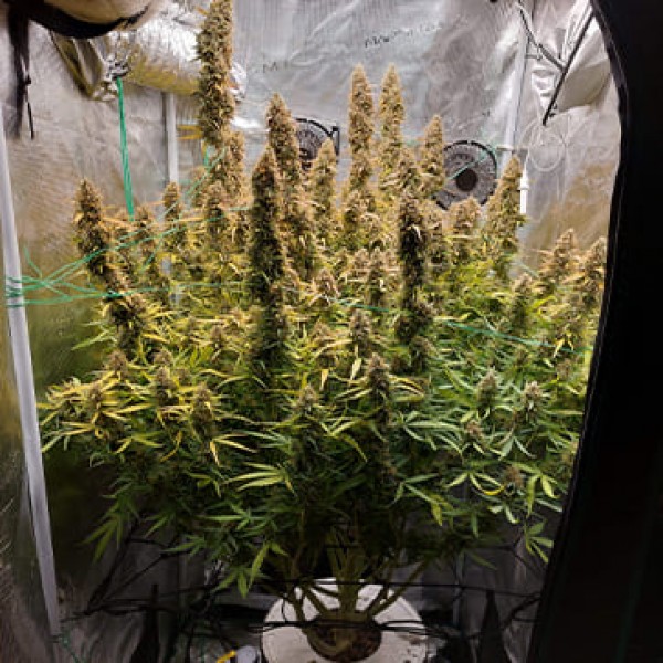 Насіння Auto Big Bud Feminised Silver