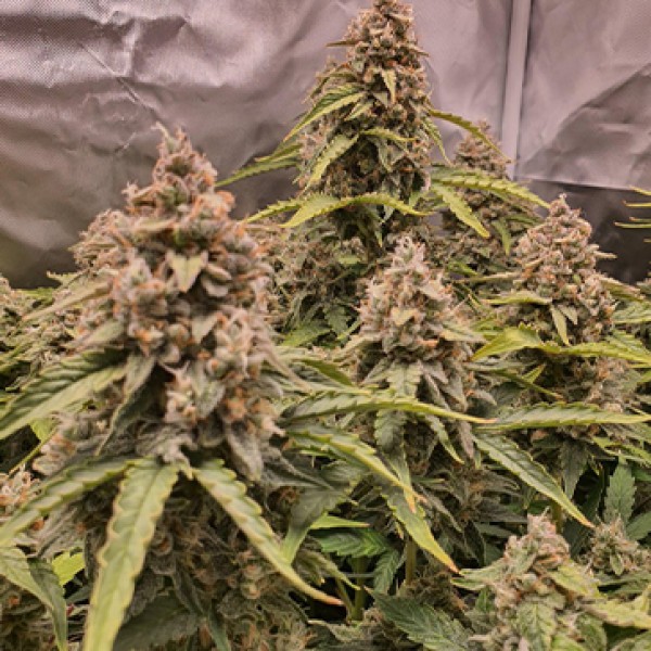 Насіння Auto Banana Blaze Feminised Silver