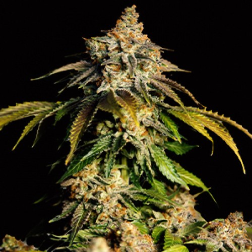 Auto Bruce Bunner Feminised Gold seeds