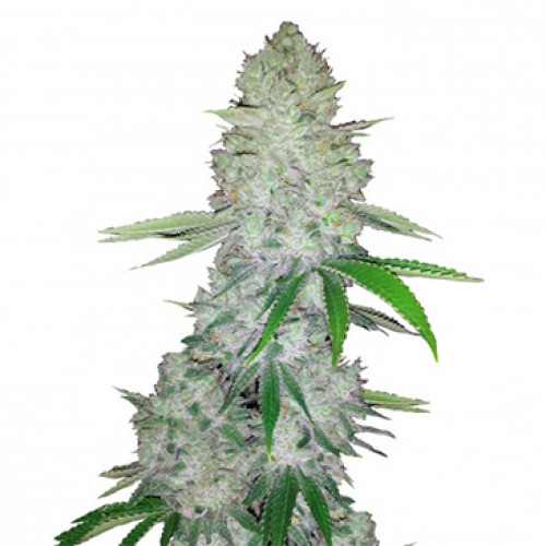 Насіння Auto Gorilla Glue Feminised