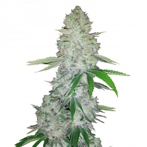 Насіння Auto Gorilla Glue Feminised