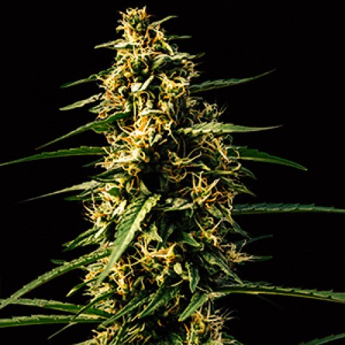 Насіння Auto Mandarine Feminised Gold