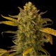 Насіння Auto Blue Kush Feminised