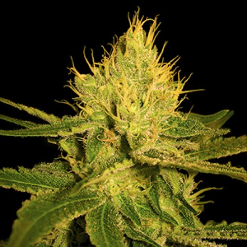 Canalope Haze Feminised Gold