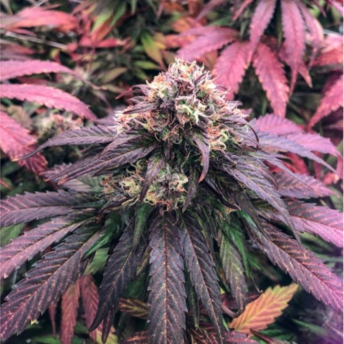 Насіння CBD Charlotte's Angel Feminised Silver