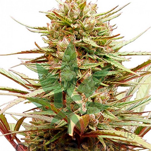Насіння CBD Compassion Feminised Silver