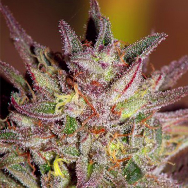Насіння CBD Critical Cure Feminised