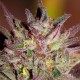 CBD Critical Cure Feminised seeds CBD Critical Cure Feminised seeds