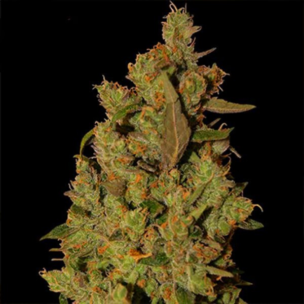 Насіння CBD Critical Cure Feminised
