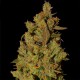 CBD Critical Cure Feminised seeds CBD Critical Cure Feminised seeds