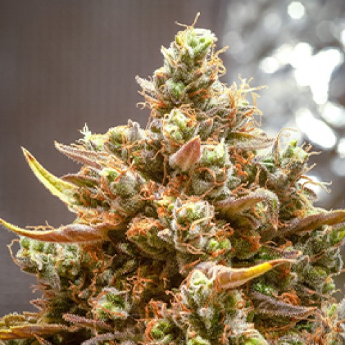 Насіння CBD Kush Feminised Silver