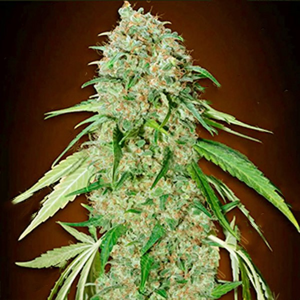 CBD Swiss Chocolate Feminised Gold