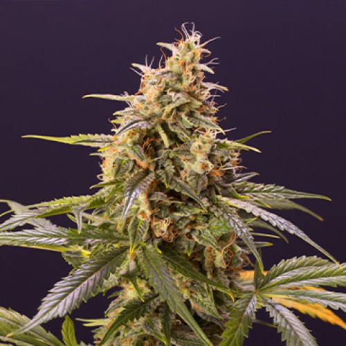 Auto Chem-Bomb Feminised