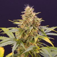 Auto Chocolate Mint OG Feminised
