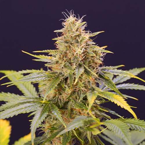 Auto Chocolate Mint OG Feminised