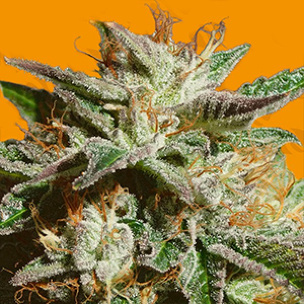 Насіння Gorilla Cookies Feminised Gold