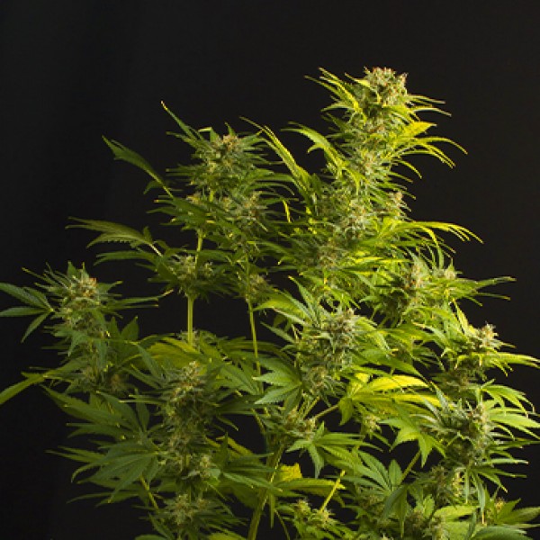 Auto Haze XXL Feminised