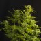 Auto Haze XXL Feminised