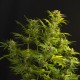 Auto Haze XXL Feminised Auto Haze XXL Feminised