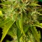 Auto Kush'N'Cheese Feminised
