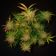 Auto Lemon AK Feminised Auto Lemon AK Feminised