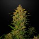 Auto Lemon AK Feminised Auto Lemon AK Feminised