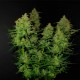 Auto Lemon AK Feminised Auto Lemon AK Feminised