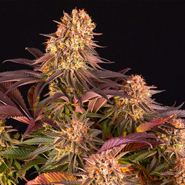 Mimosa X Orange Punch Feminised