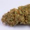 Auto OG Kush Feminised seeds