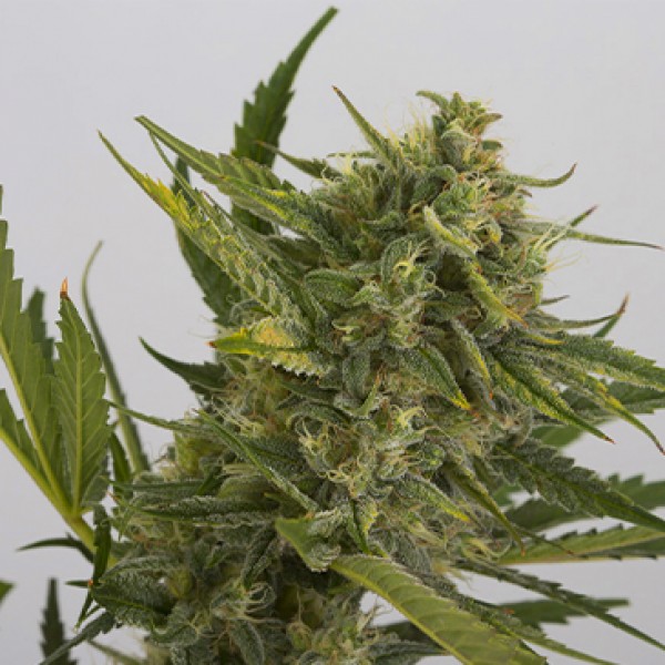Auto OG Kush Feminised seeds