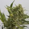 Auto OG Kush Feminised seeds