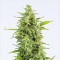 Auto OG Kush Feminised seeds