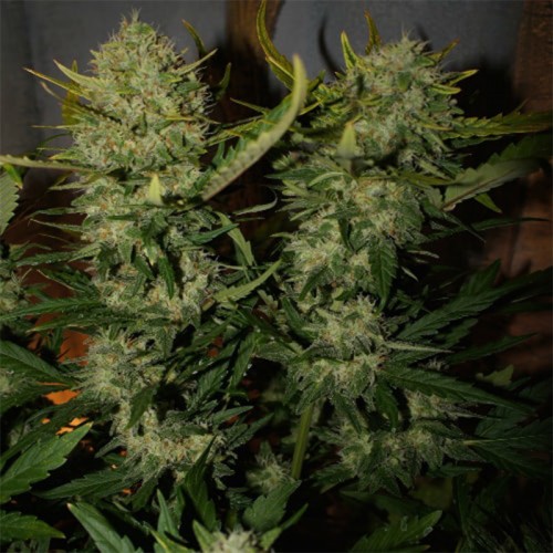 Auto Pineapple Express Feminised Silver