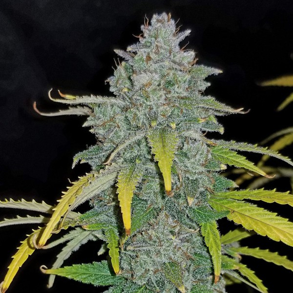 Насіння Auto Blue Dream Feminised