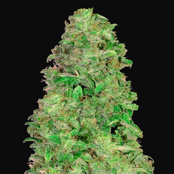 Насіння Auto CBD 20:1 Feminised