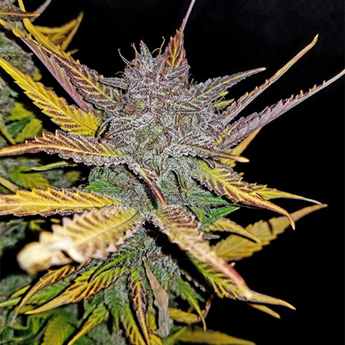 Насіння Auto Cream Cookies Feminised
