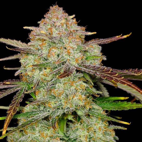 Auto Frostbanger Feminised