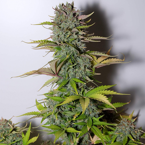 Насіння Auto G14 Feminised