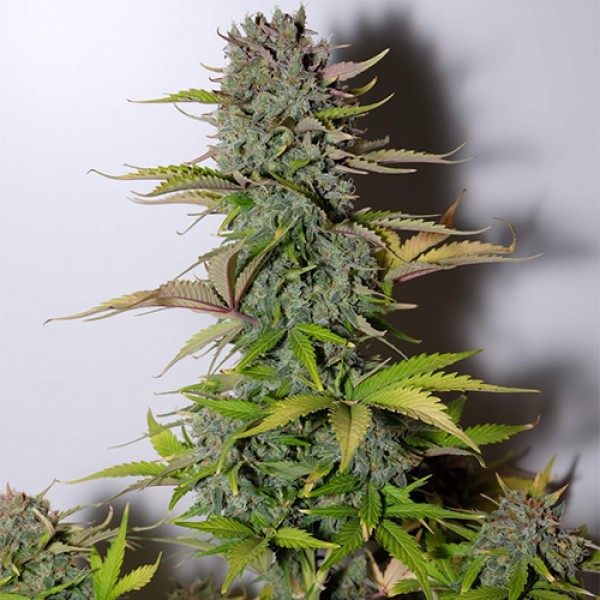 Насіння Auto G14 Feminised