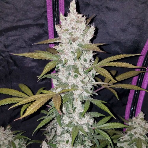 Насіння Auto Girl Scout Cookies Feminised