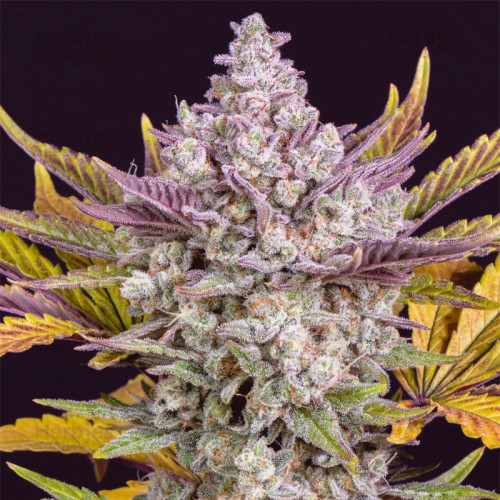 Насіння Auto Gorilla Cookies Feminised