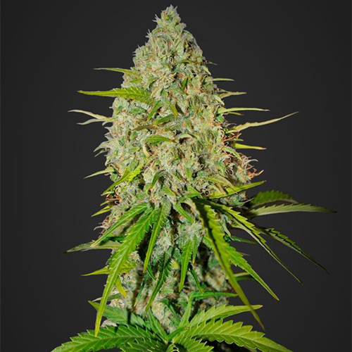 Насіння Auto Grapefruit Feminised