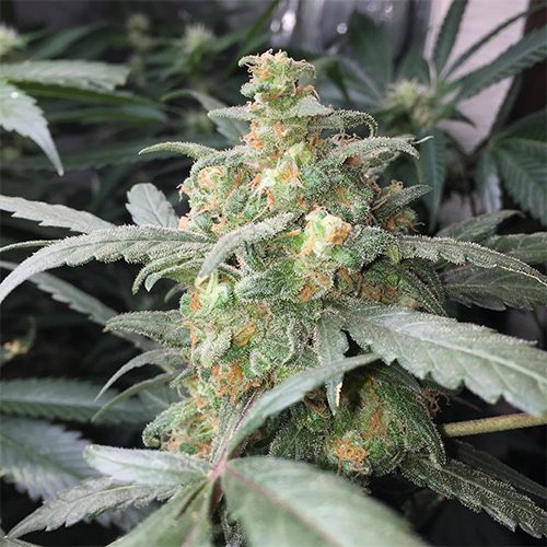 Насіння Auto Green Crack Feminised
