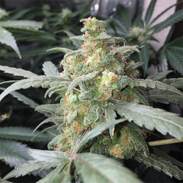 Насіння Auto Green Crack Feminised