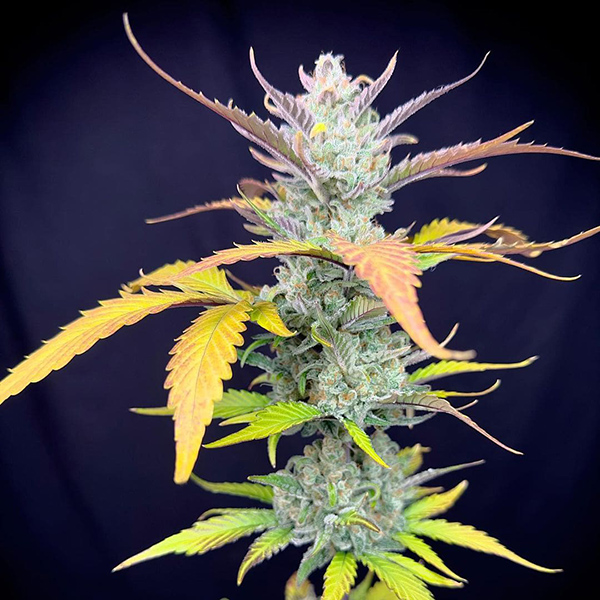 Auto Guava Feminised